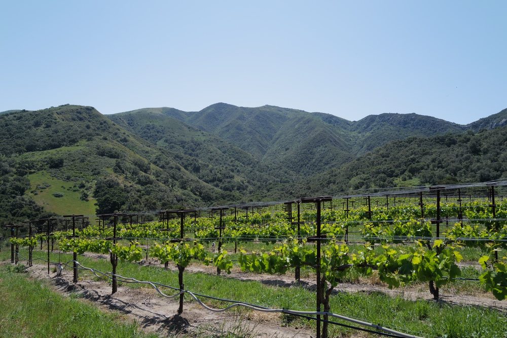 Alma Rosa Winery Best Views | TheCentralCoast.com