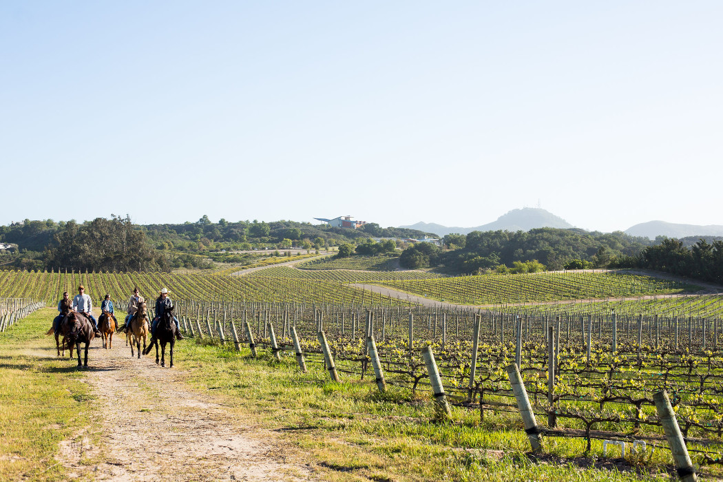 Presqu’ile Winery Best Views | TheCentralCoast.com