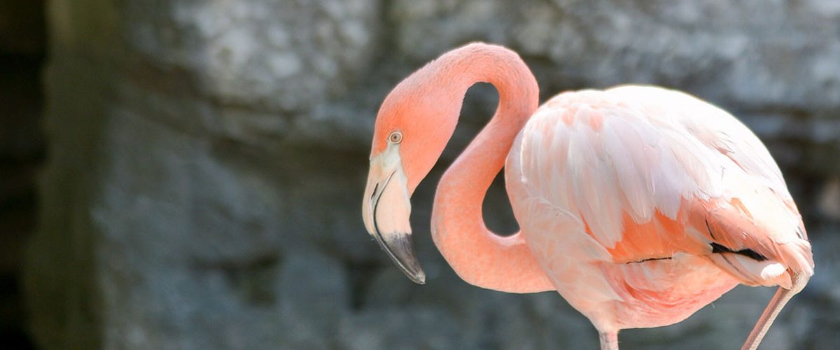 Central Coast Zoos And Wildlife Sanctuaries | TheCentralCoast.com