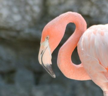 Central Coast Zoos And Wildlife Sanctuaries | TheCentralCoast.com
