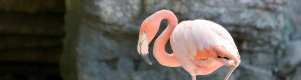 Central Coast Zoos And Wildlife Sanctuaries | TheCentralCoast.com
