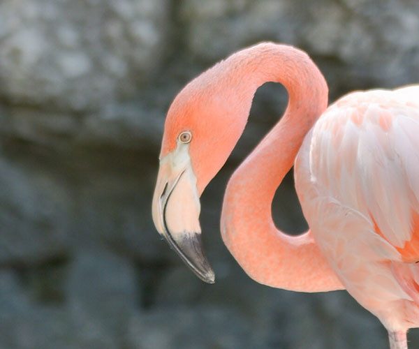 Central Coast Zoos And Wildlife Sanctuaries | TheCentralCoast.com