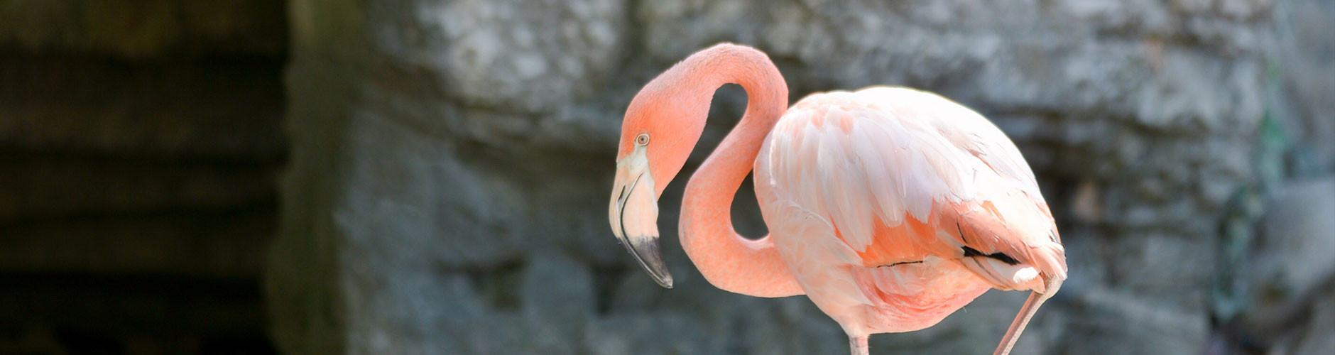 Central Coast Zoos And Wildlife Sanctuaries | TheCentralCoast.com