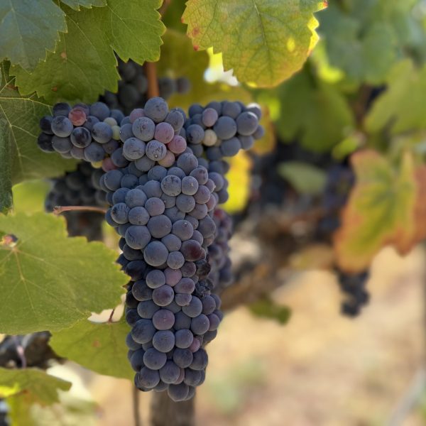 Paso Robles Allegretto Vineyard Resort | TheCentralCoast.com