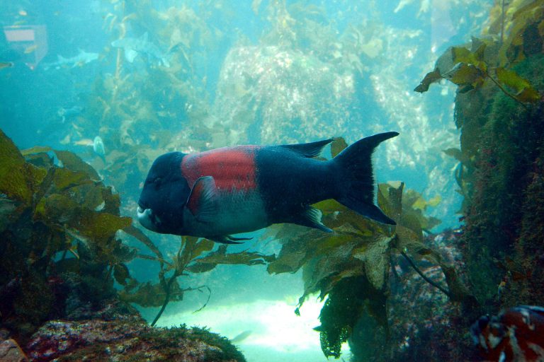Monterey Bay Aquarium