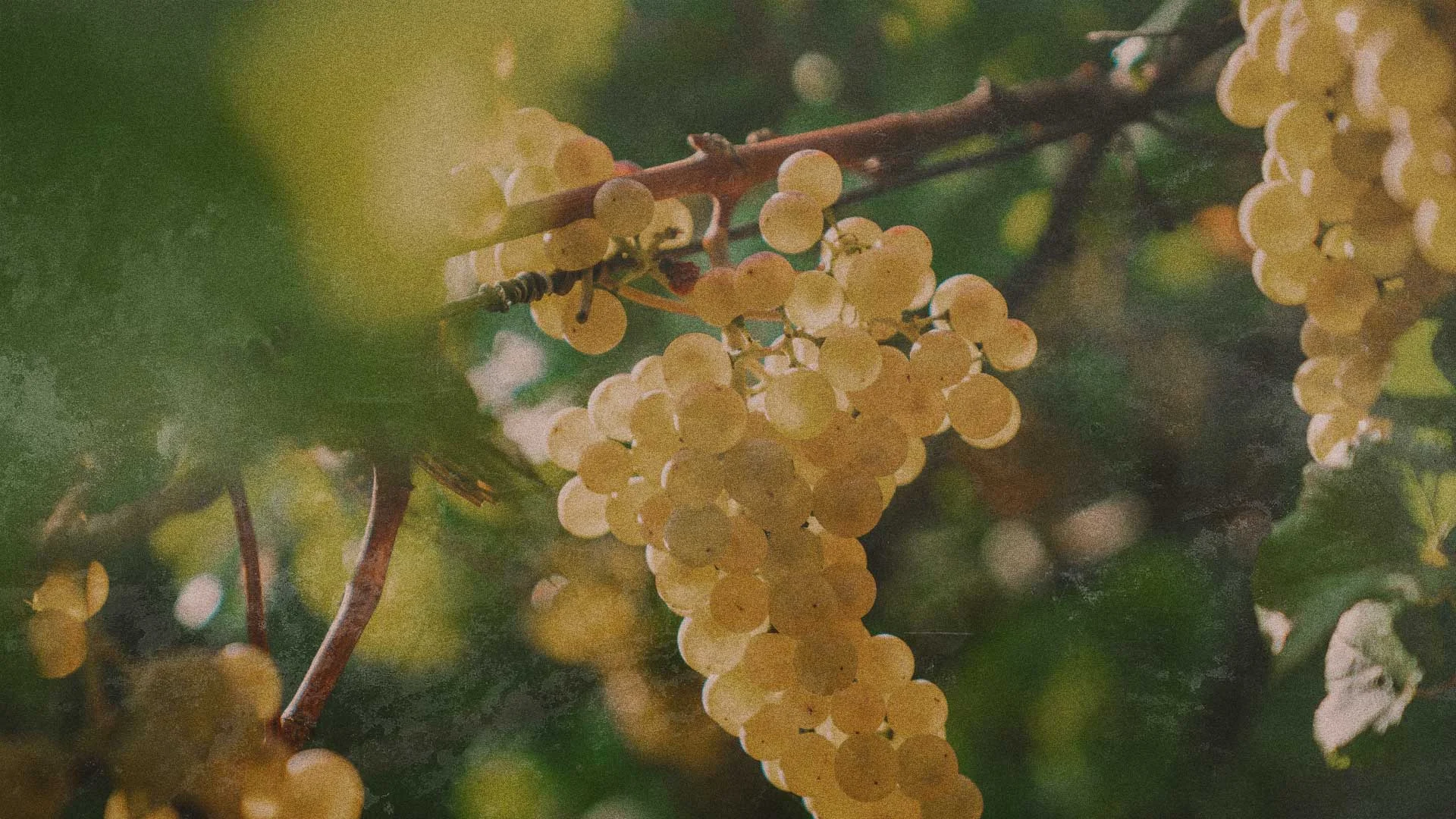 A close-up of yellow-green grapes hanging in clusters on a vine with green leaves in the background. TheCentralCoast.com