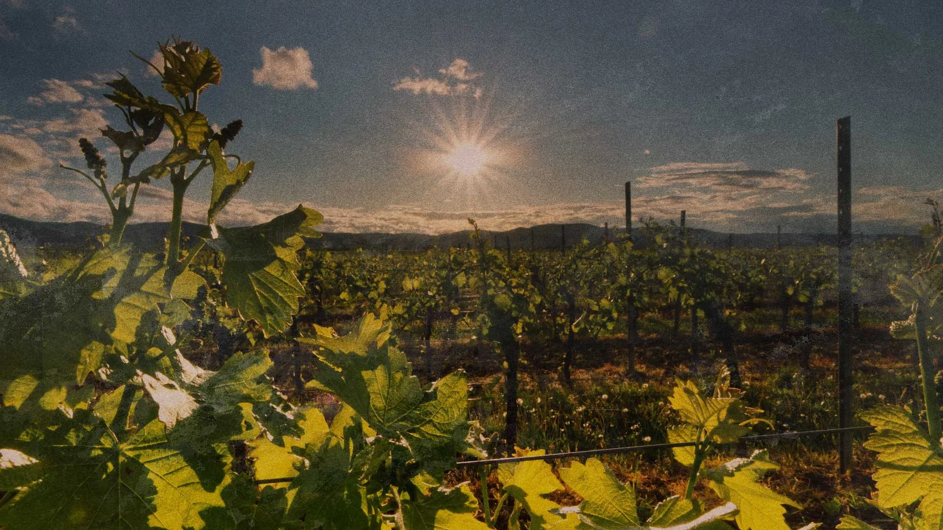 Rows of grapevines in a vineyard are illuminated by low sunlight, with green leaves in the foreground and hills visible in the background under a partly cloudy sky. TheCentralCoast.com