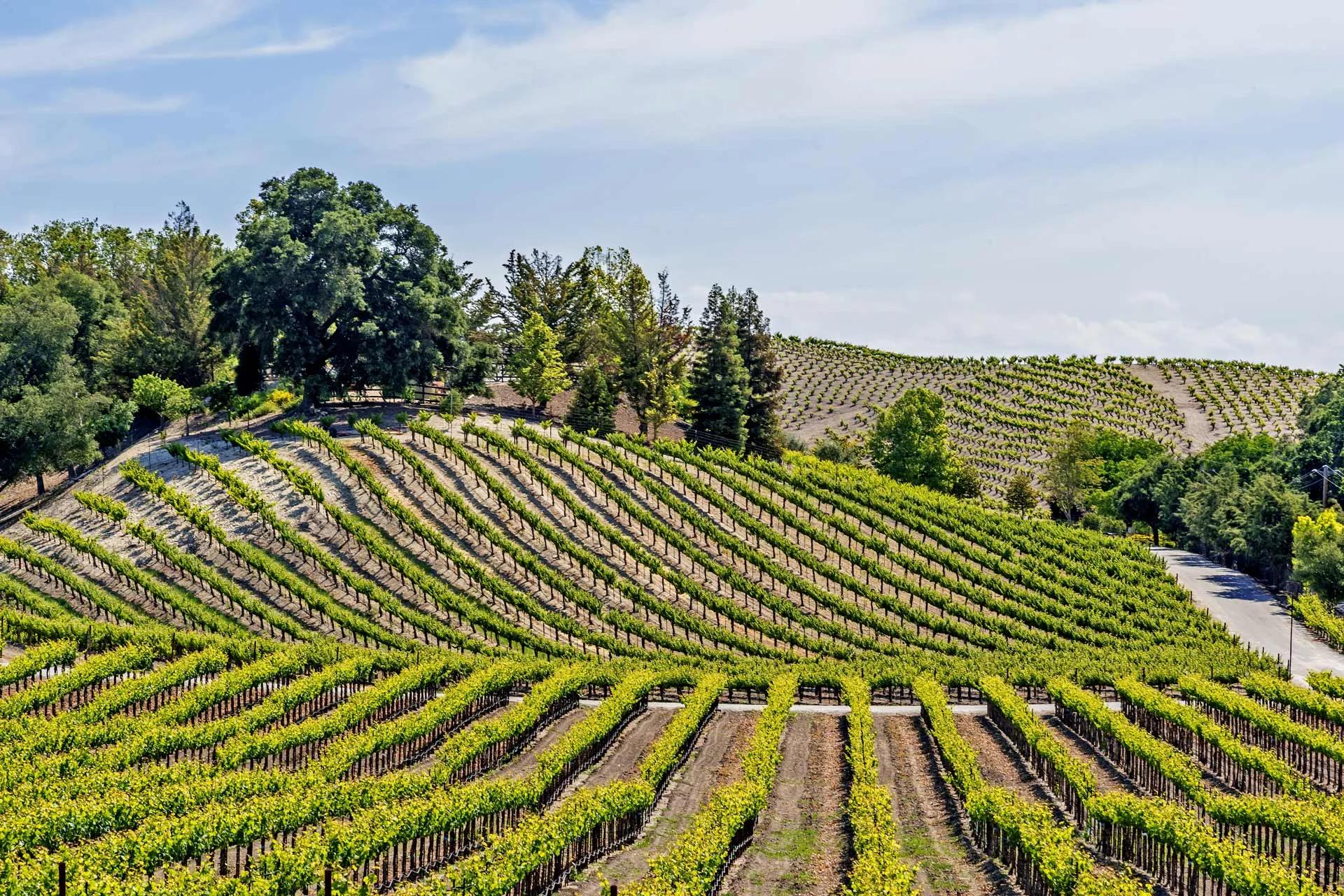 Rows of grapevines grow on rolling hills under a partly cloudy sky, bordered by trees and a narrow road in California’s scenic Central Coast. TheCentralCoast.com